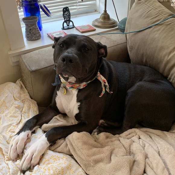 Meet your Posher, Liz - Picture 4 of 4